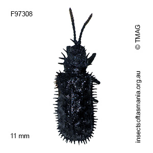 Hispellinus fimbriatus