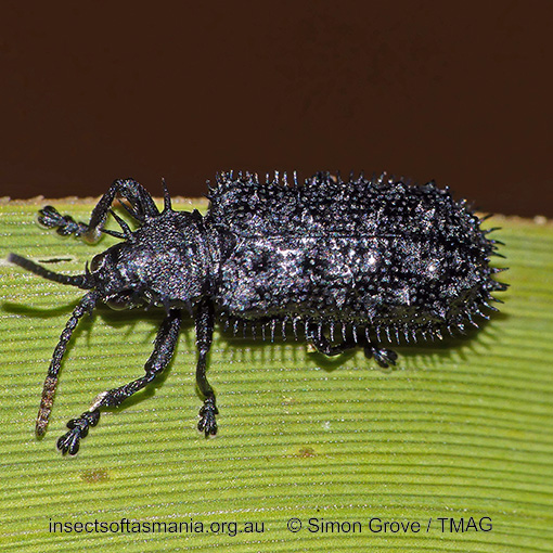 Species image
