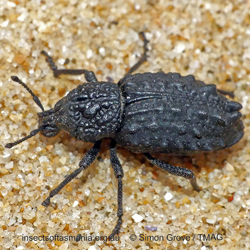 Mythites tuberculatus