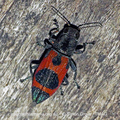 Species image