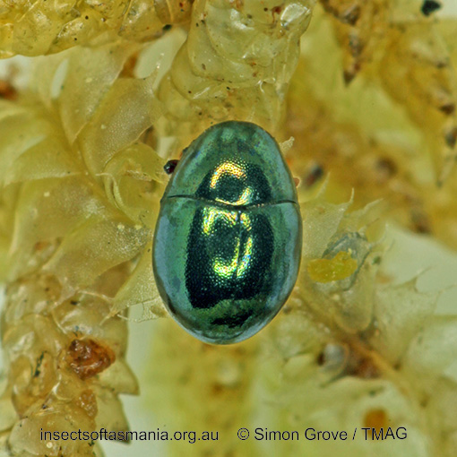 Species image