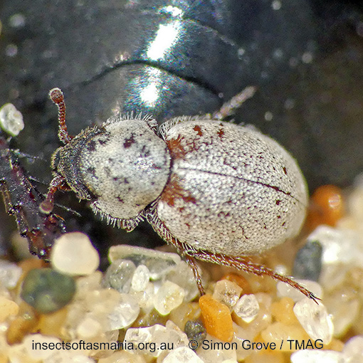 Species image