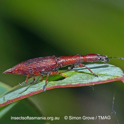 Species image