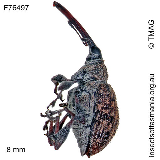 Meriphus longirostris