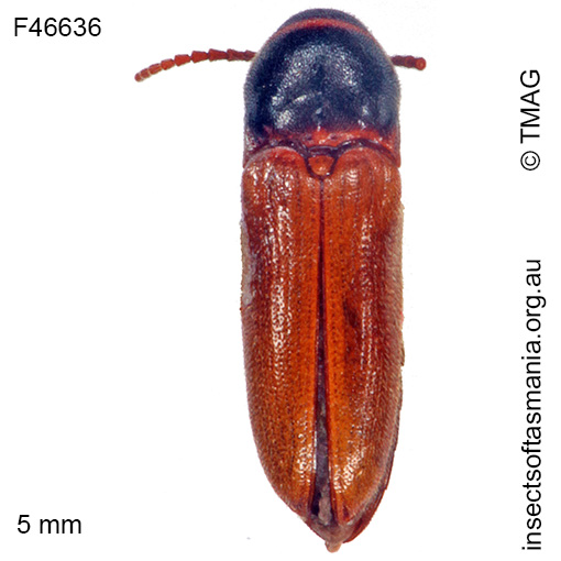 Species image