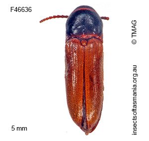 Agalba MUONA sp 01