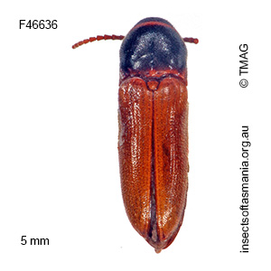 Agalba MUONA sp 01