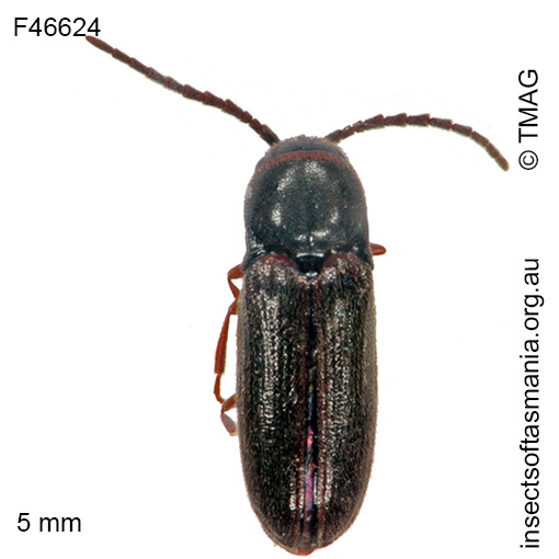 Species image