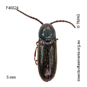 Agalba flavipes