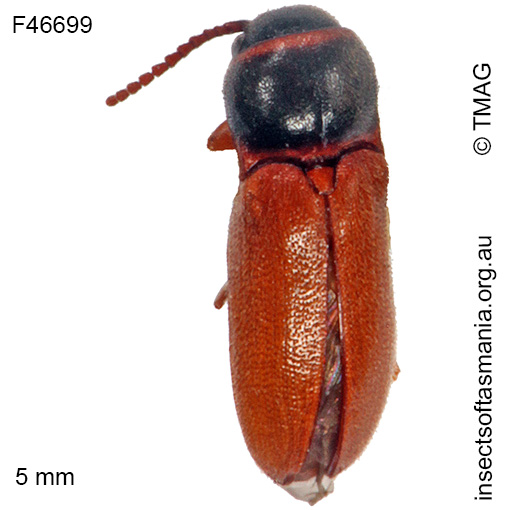 Species image