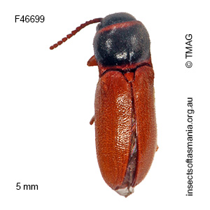 Agalba rufipennis