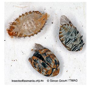 Anthrenus verbasci