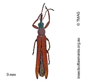 Araiobelus acicularis