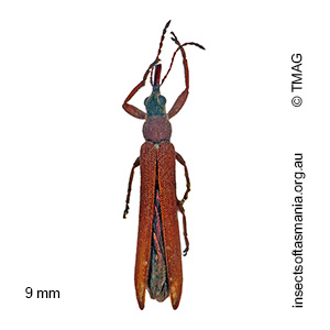 Araiobelus acicularis