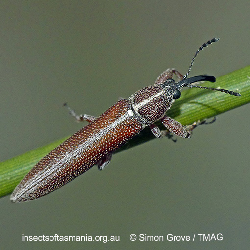 Species image