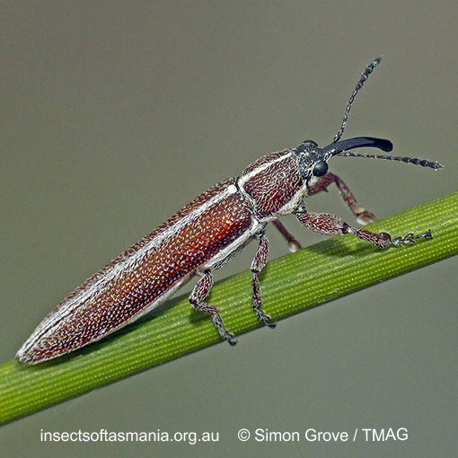Species image