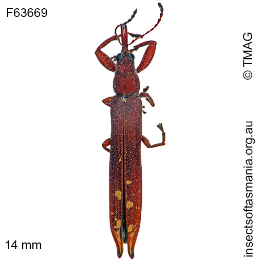 Species image