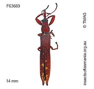 Araiobelus filum