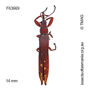 Araiobelus filum