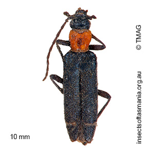 Asclera atkinsoni