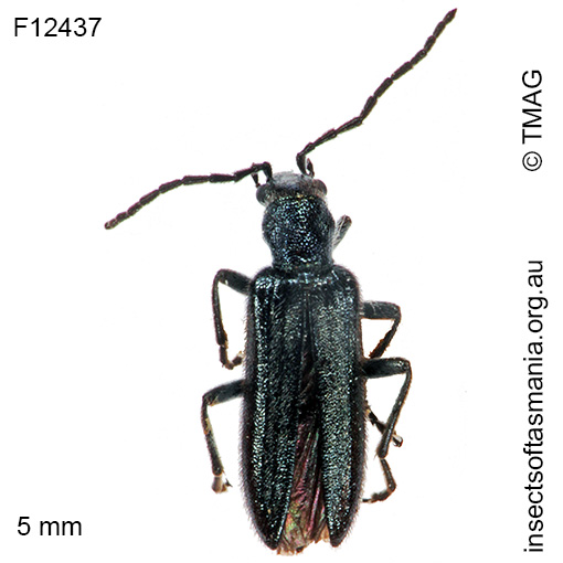 Species image