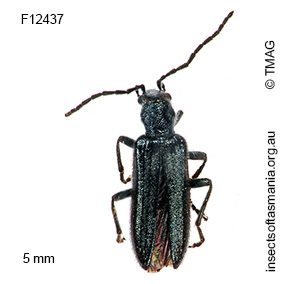 Asclera sublineata
