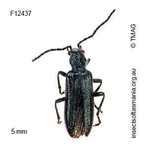 Asclera sublineata