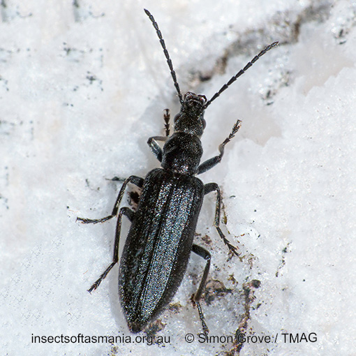 Species image