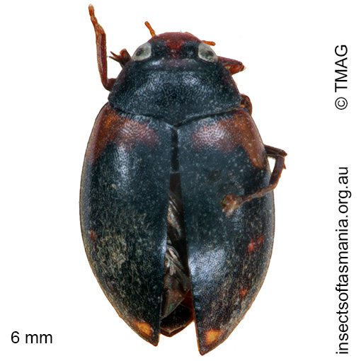 Species image