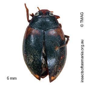 Chostonectes gigas