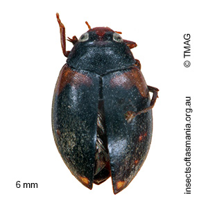 Chostonectes gigas