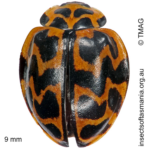 Species image
