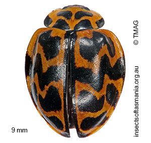Cleobora mellyi