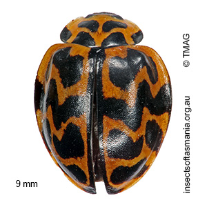 Cleobora mellyi