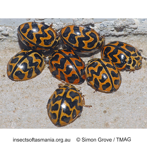 Species image