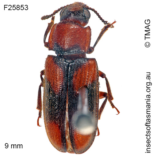 Species image