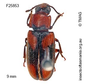 Cnecosa insueta