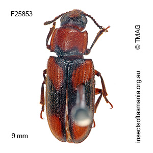 Cnecosa insueta