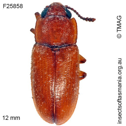 Species image