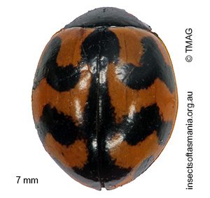 Coccinella transversalis