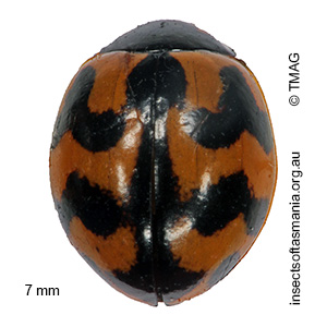 Coccinella transversalis