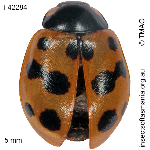 Species image