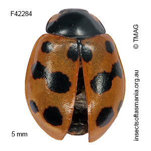 Coccinella undecimpunctata