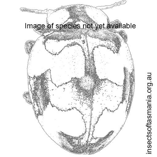Species image