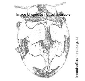 Bucolus fourneti