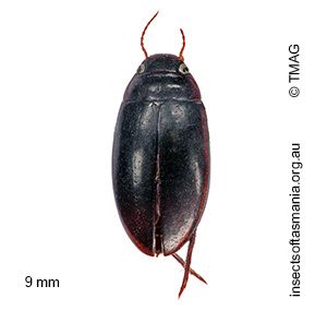 Exocelina australiae