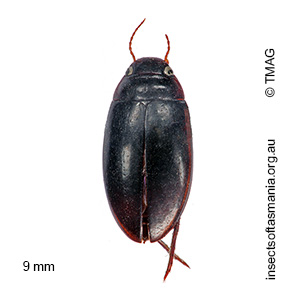 Exocelina australiae