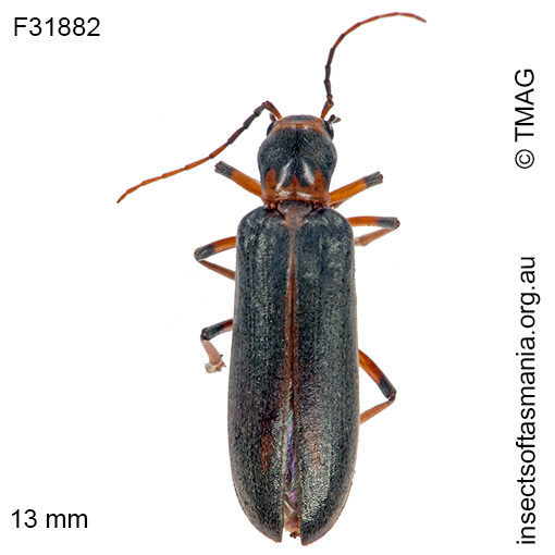 Species image