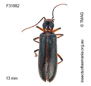 Copidita maritima