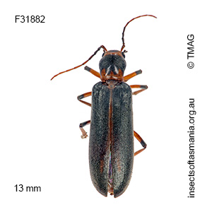 Copidita maritima